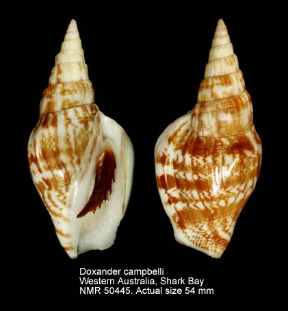 Doxander campbelli (11).jpg - Doxander campbelli (Griffith & Pidgeon,1834)